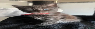 Maine Coon Kitten 3- red
