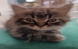 Mixed Breed cats for sale: Persian / Ragdoll boy - Image 1