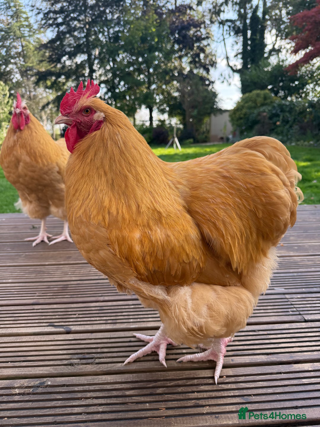 Mixed Breed birds for sale: Purebred Buff Orpington Cockerel - Advert 2