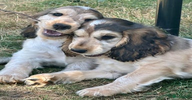 Cocker Spaniel dogs - Advert 2