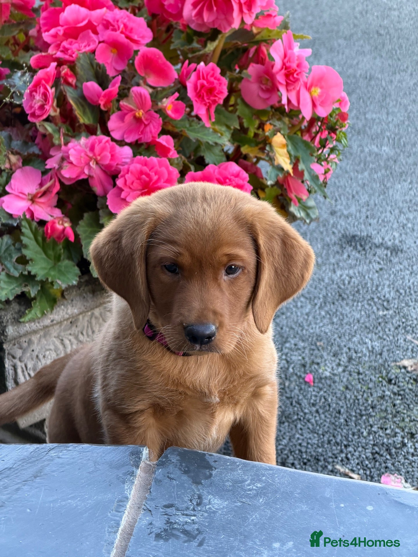Labrador Retriever dogs Stunning fox Red Labrador pup - Advert 17