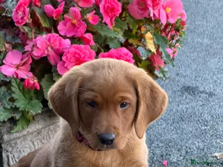 Labrador Retriever dogs Stunning fox Red Labrador pup - Advert 2