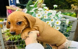 Mixed Breed dogs for sale: Sisters  - Image 2