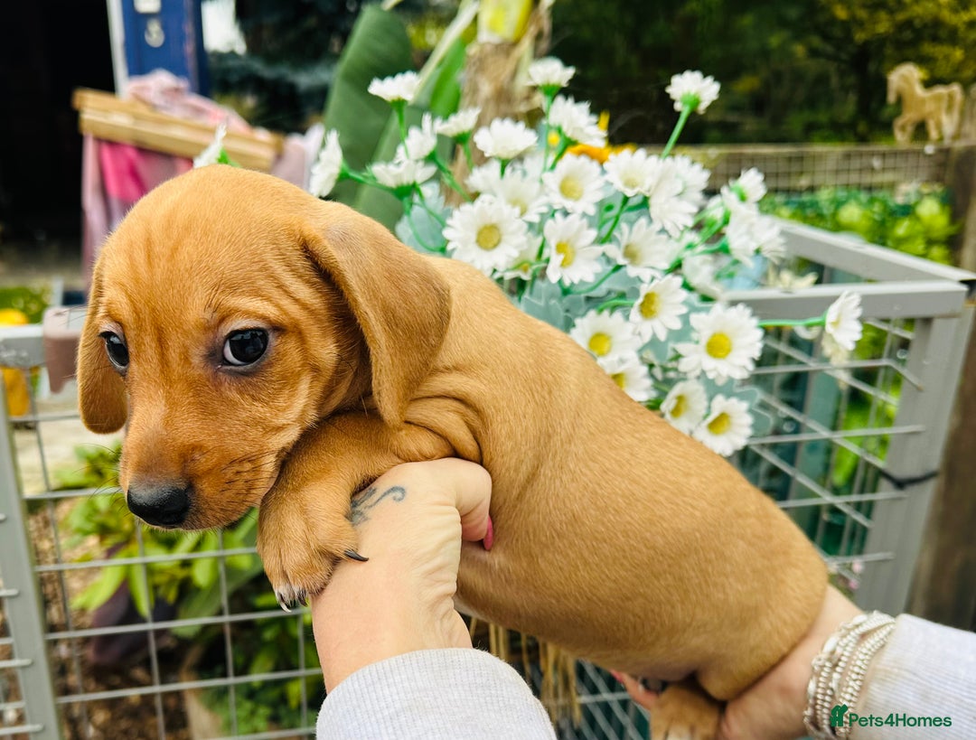Mixed Breed dogs for sale: Sisters  - Image 2