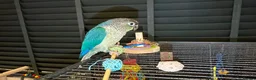 Conures birds for sale: Two Gorgeous, Tame Baby Green Cheek Conures ❤️ in Stockport - Advert 13