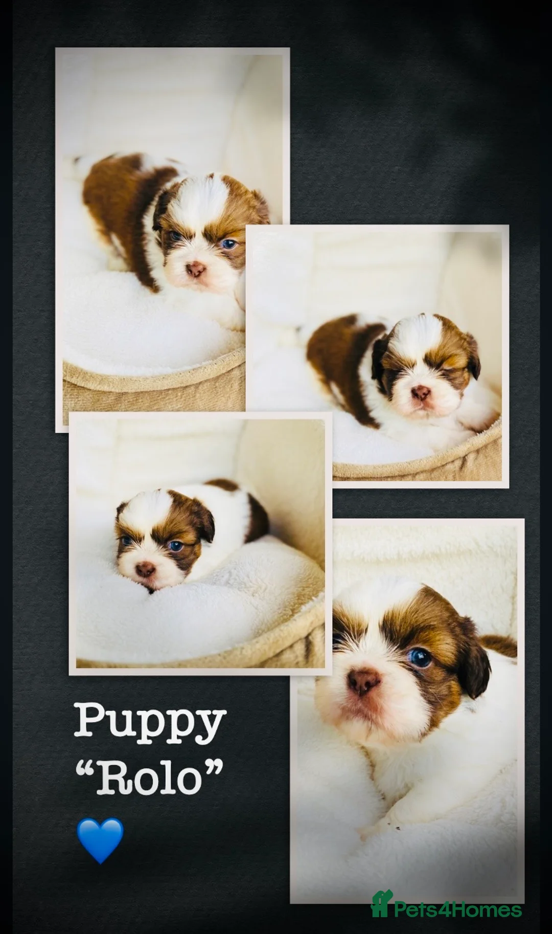 Shih Tzu dogs for sale: 🌟STUNNING SHIH TZU BOYS ~ READY MARCH 22nd🌟 - Advert 4