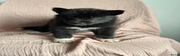 Utonagan dogs for sale: 🐾 Crufts Line Husky x Malamute - Health tested 🐾 - Advert 28