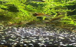 Live Bearers fish for sale: Mixed Guppies - Image 4