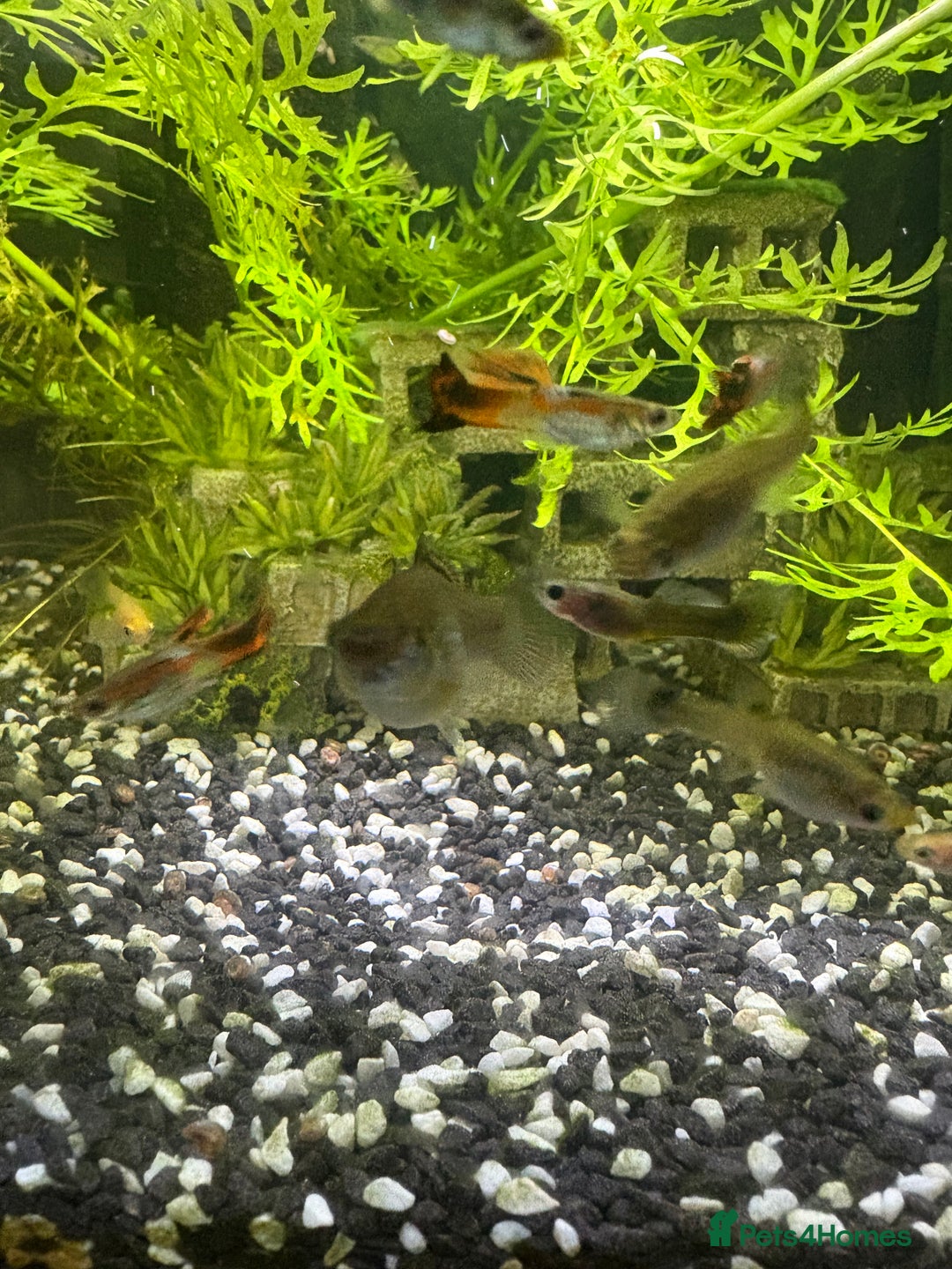 Live Bearers fish for sale: Mixed Guppies - Image 4