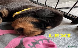 Rottweiler dogs for sale: Family bred and loved Rottweiller puppies - Image 11