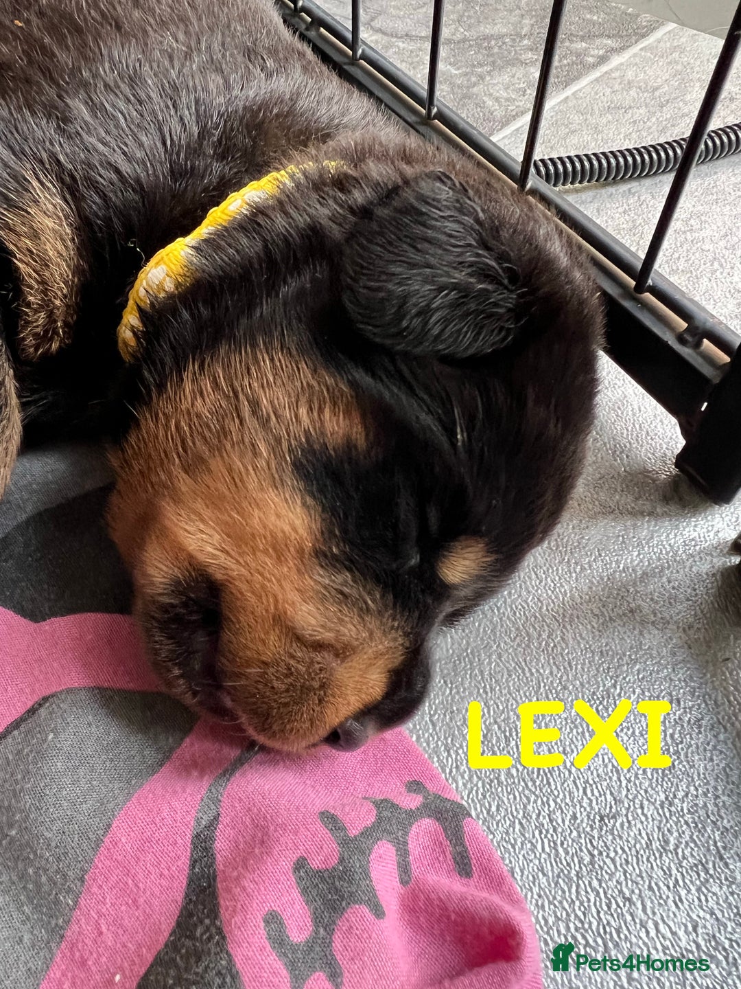 Rottweiler dogs for sale: Family bred and loved Rottweiller puppies - Image 11