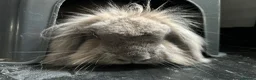 Cashmere Lop rabbits for sale: Two boy buns looking for forever home NOT BONDED - Advert 5
