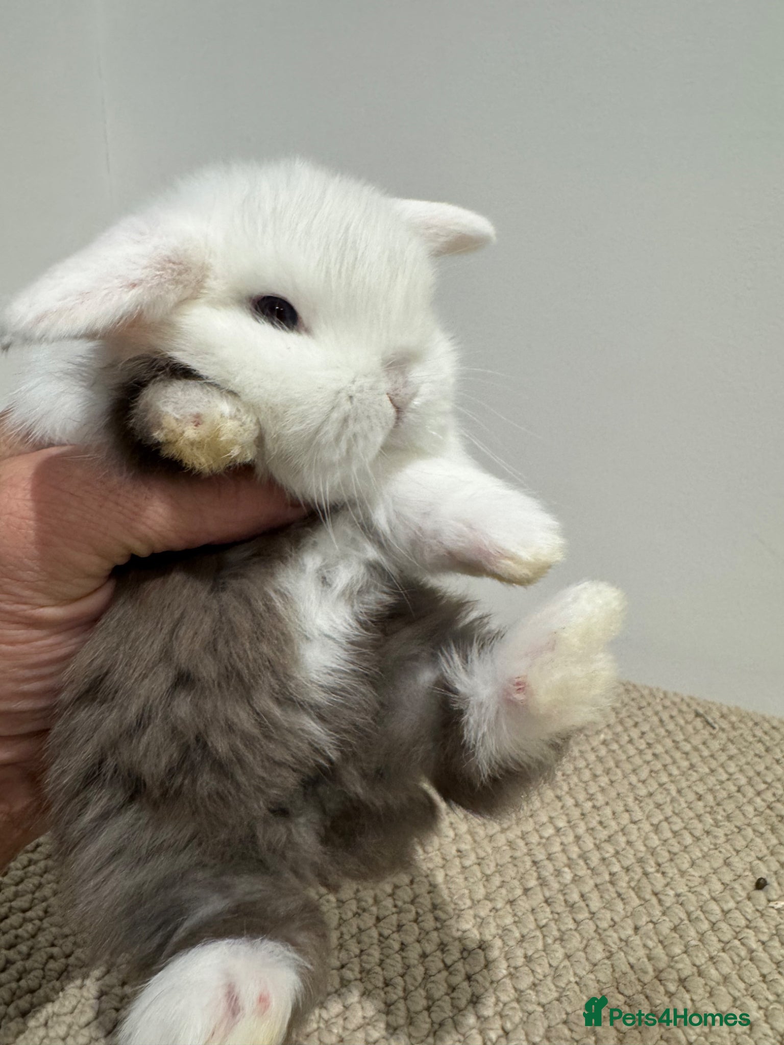 Mini Lop rabbits ☀️ MINI LOPS☀️ - Advert 1
