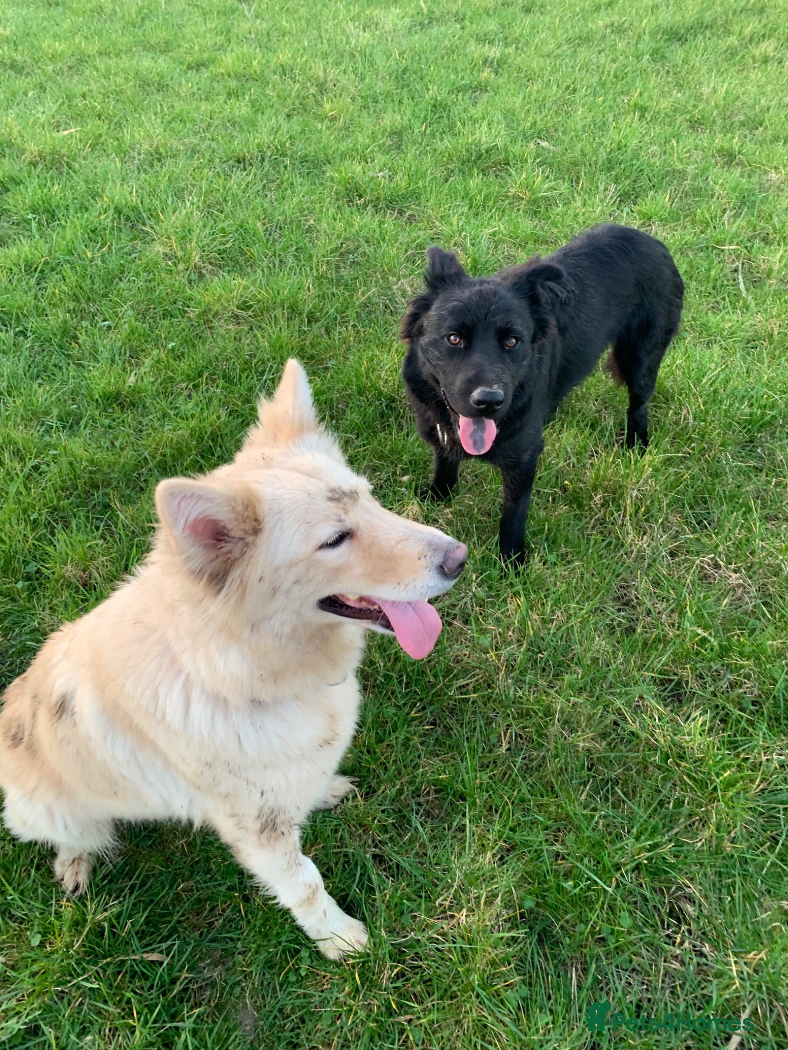 Mixed Breed dogs German Shepherd cross staff - Advert 1