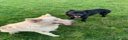 Mixed Breed dogs for sale: German Shepherd cross staff - Advert 1