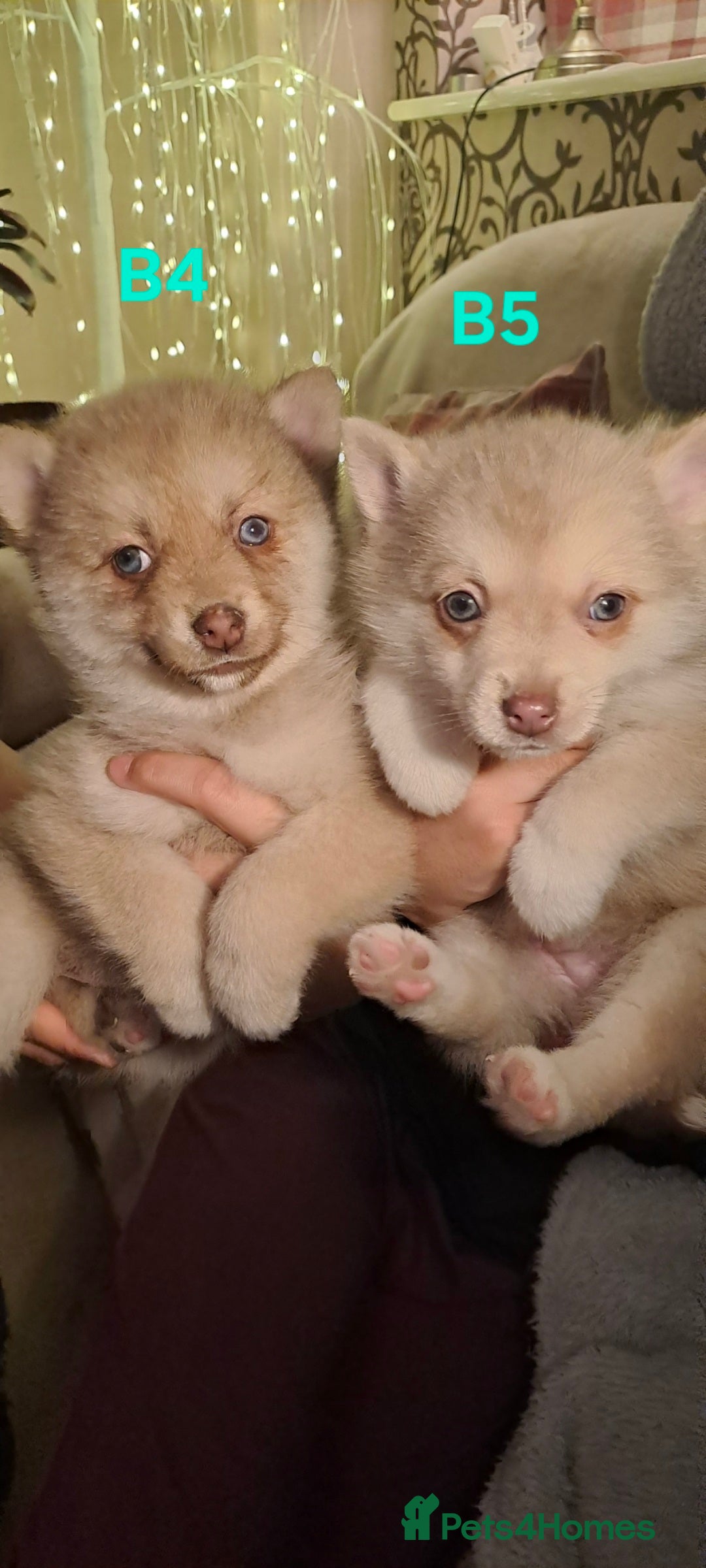 Pomsky dogs for sale: Blue Eyed F4 Toy Pomskies - Advert 23