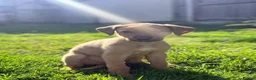 Lurcher dogs for sale: Lurcher Puppies. 5 boys and 1 girl left - Advert 7