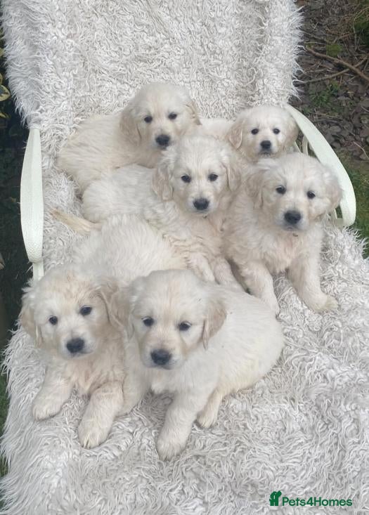 Golden Retriever dogs for sale: Golden retriever puppies ready today - Advert 1