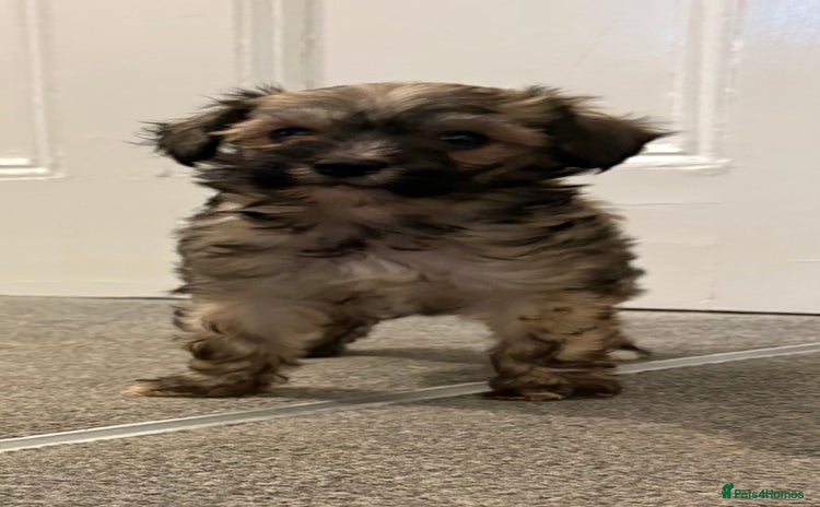 Chinese Crested dogs - Advert 4