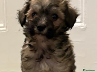 Chinese Crested dogs - Advert 5