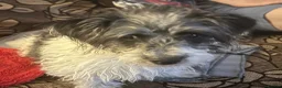 Jackapoo dogs for sale: Beautiful Pompi - Advert 3