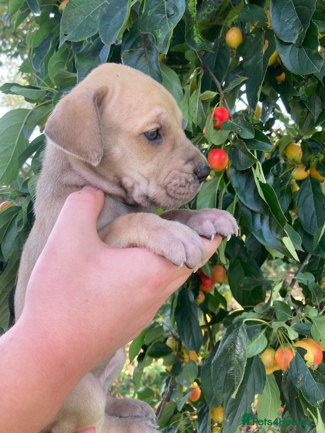 Great Dane dogs for sale: Beautiful Great Dane pups - Image 9