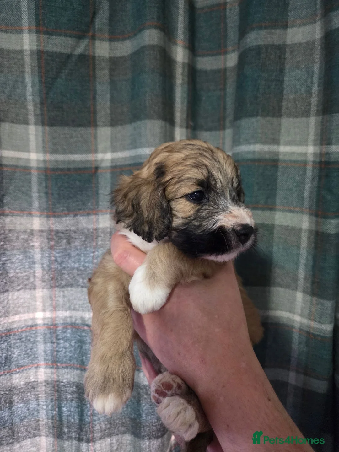 Mixed Breed dogs for sale: Beautiful Bordoodle Puppies from family home - Advert 2