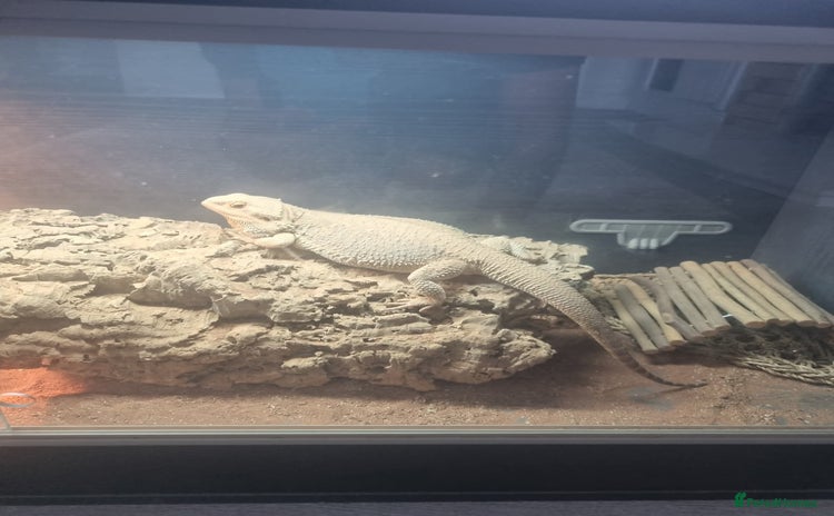 Bearded Dragon reptiles - Advert 2