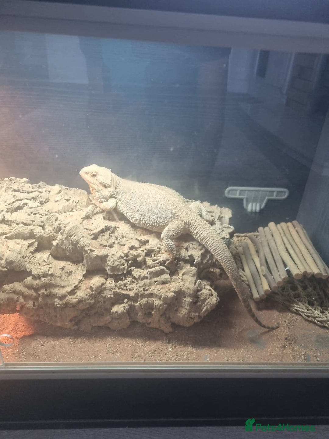 Bearded Dragon reptiles for sale: Bearded dragon  - Image 1