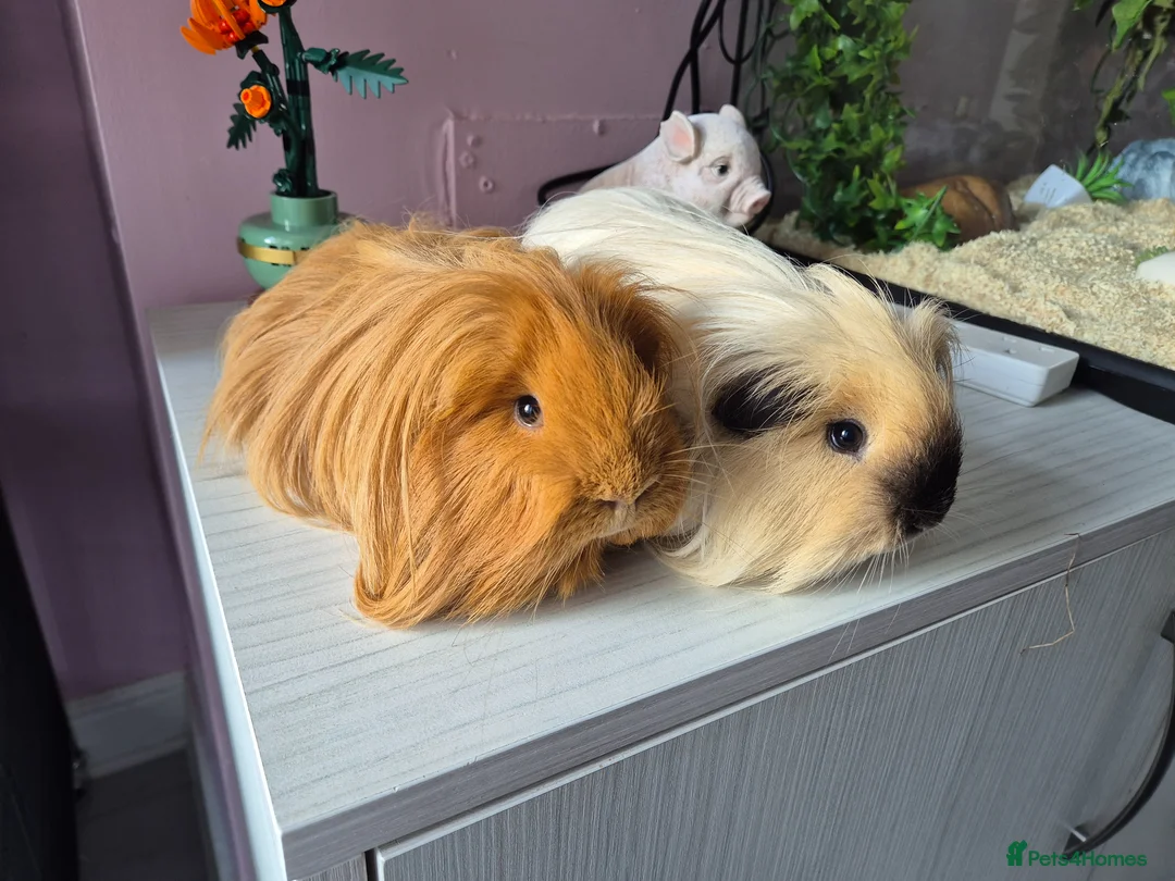 Guinea Pig rodents for sale: 2 male sheltie brothers - Advert 1