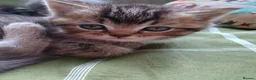 British Shorthair cats for sale: Gorgeous British shorthair kitten, ready now - Advert 3