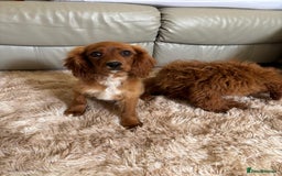 Cavapoo dogs for sale: F1b cavapoos two males left  in Worcester - Image 3