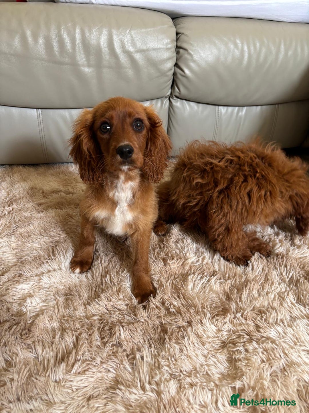 Cavapoo dogs for sale: F1b cavapoos two males left  in Worcester - Image 3