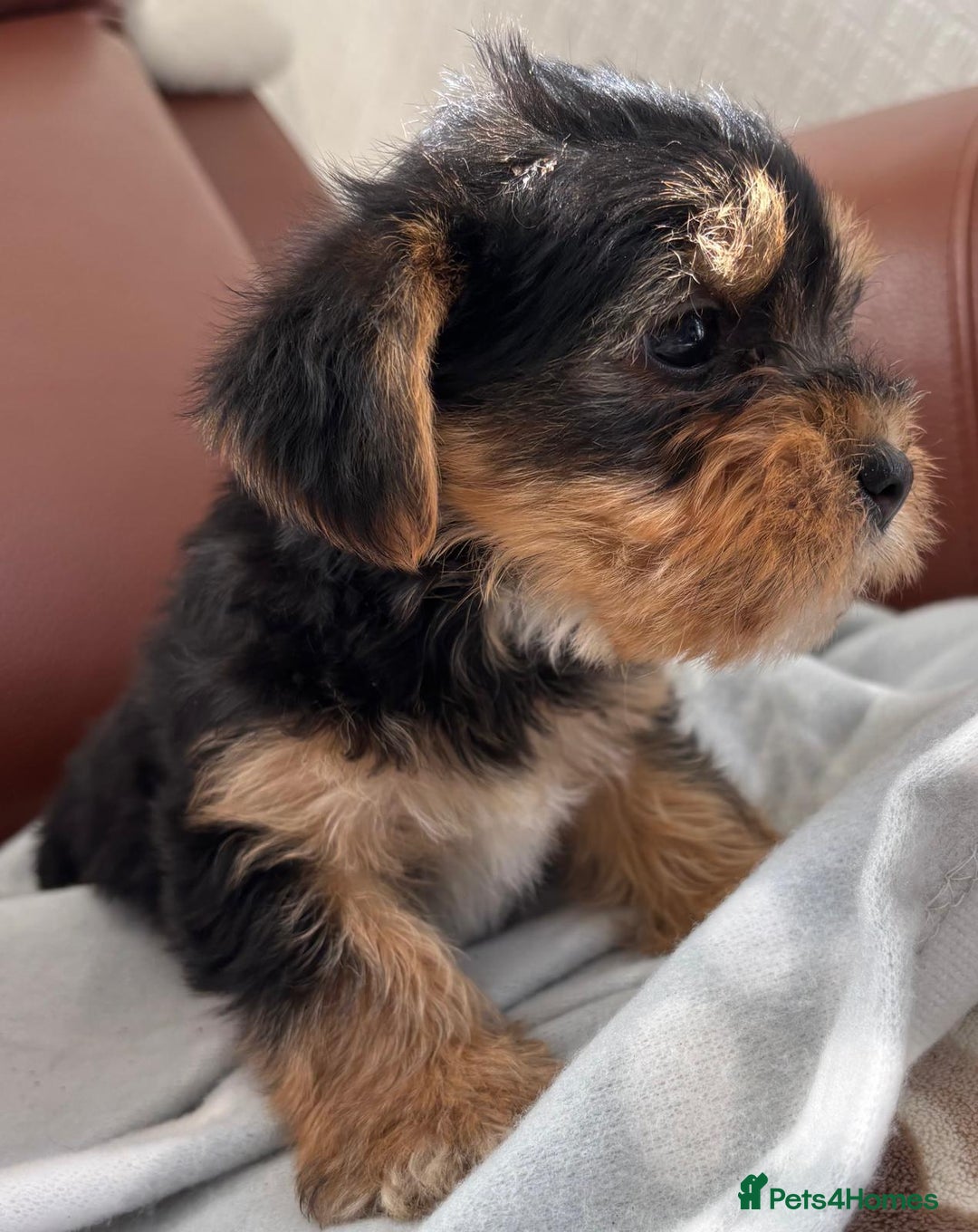 Mixed Breed dogs for sale: Yorkshire terrier/Jack Russell - Image 3