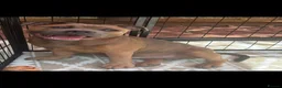Staffordshire Bull Terrier dogs for sale: Staffordshire Bull Terrier Puppy in Tipton - Advert 4