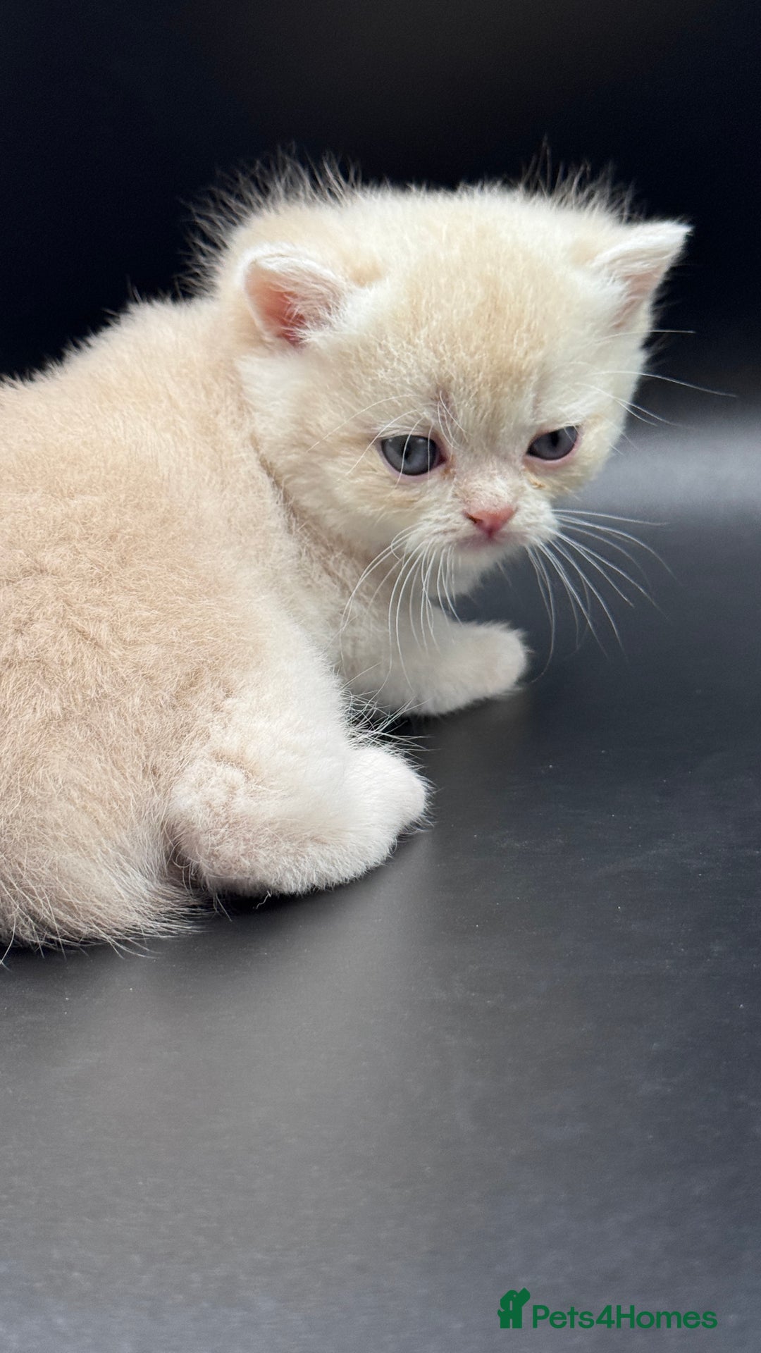British Shorthair cats for sale: BSH GCCF GOLDEN AND BLUE KITTENS  - Image 11