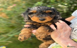 Mixed Breed dogs for sale:  Unique Merle Double Doodle Ready from 9th August - Image 14