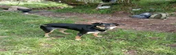 Australian Kelpie dogs for sale: Kelpie cross  - Advert 1