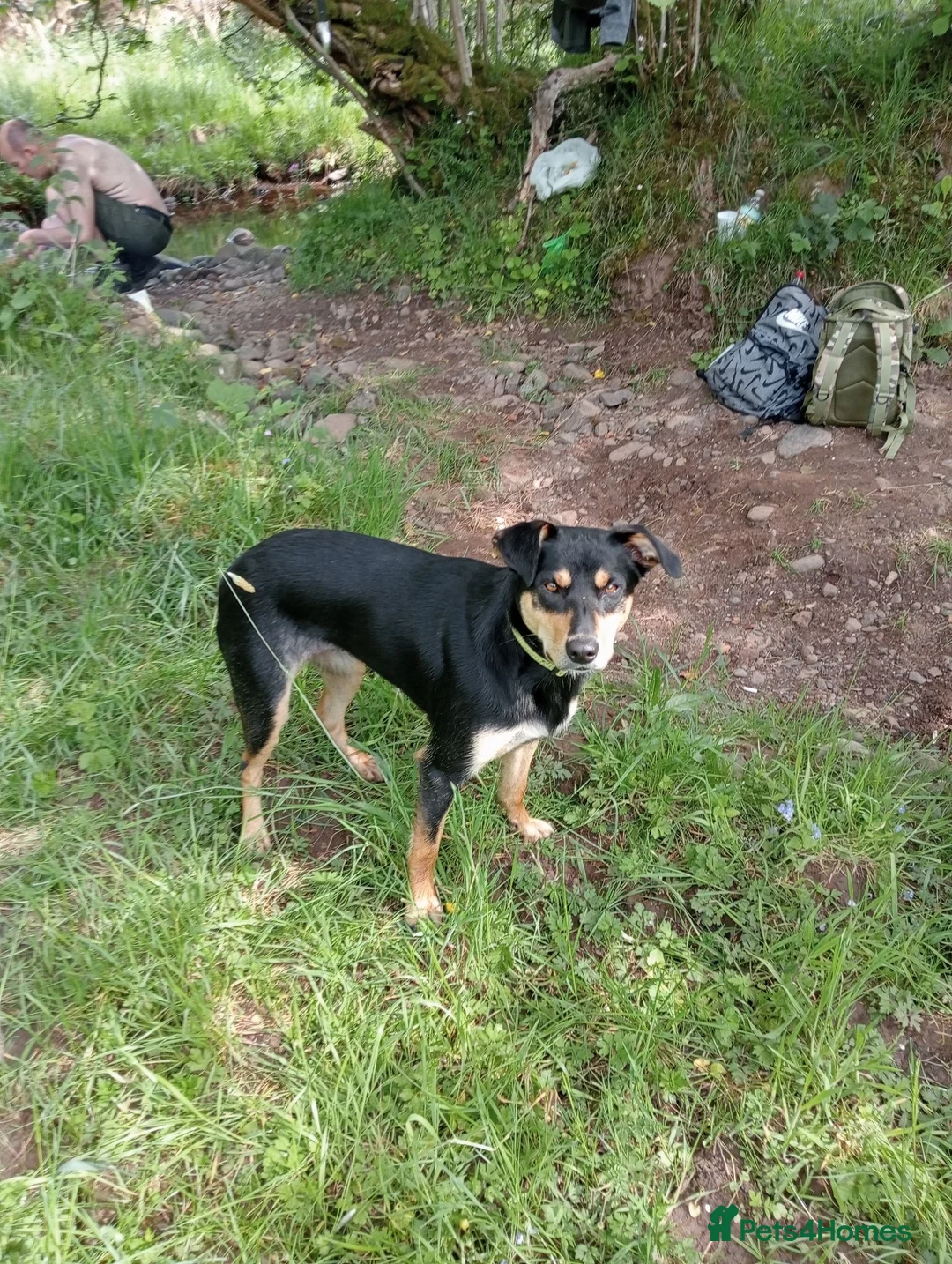 Australian Kelpie dogs for sale: Kelpie cross  - Advert 1