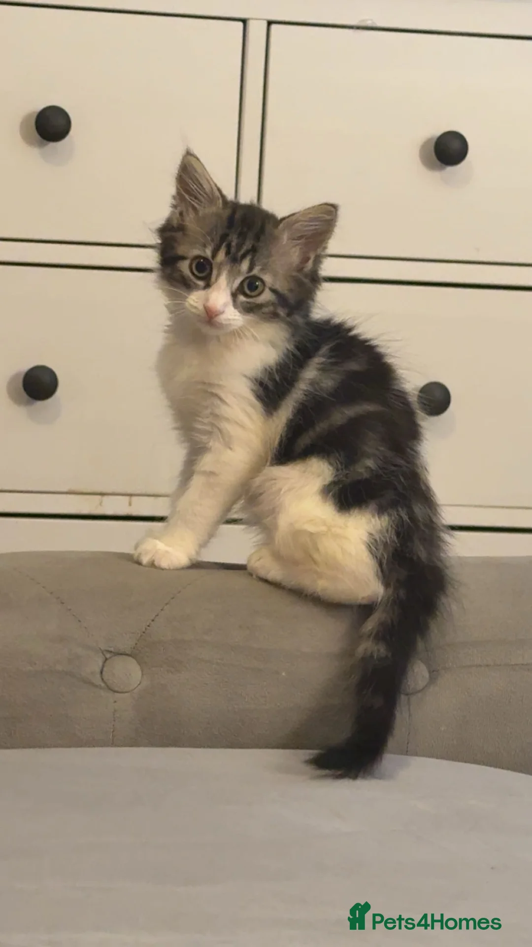 Mixed Breed cats for sale: Kitten ready now! in Havant - Advert 3