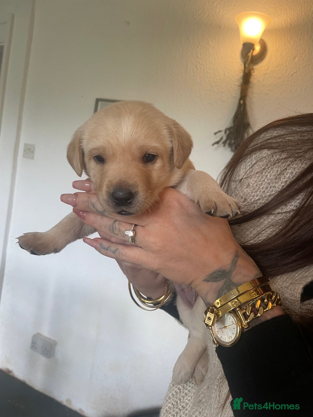 Labrador Retriever dogs for sale: Yellow and black lab puppies - Advert 11