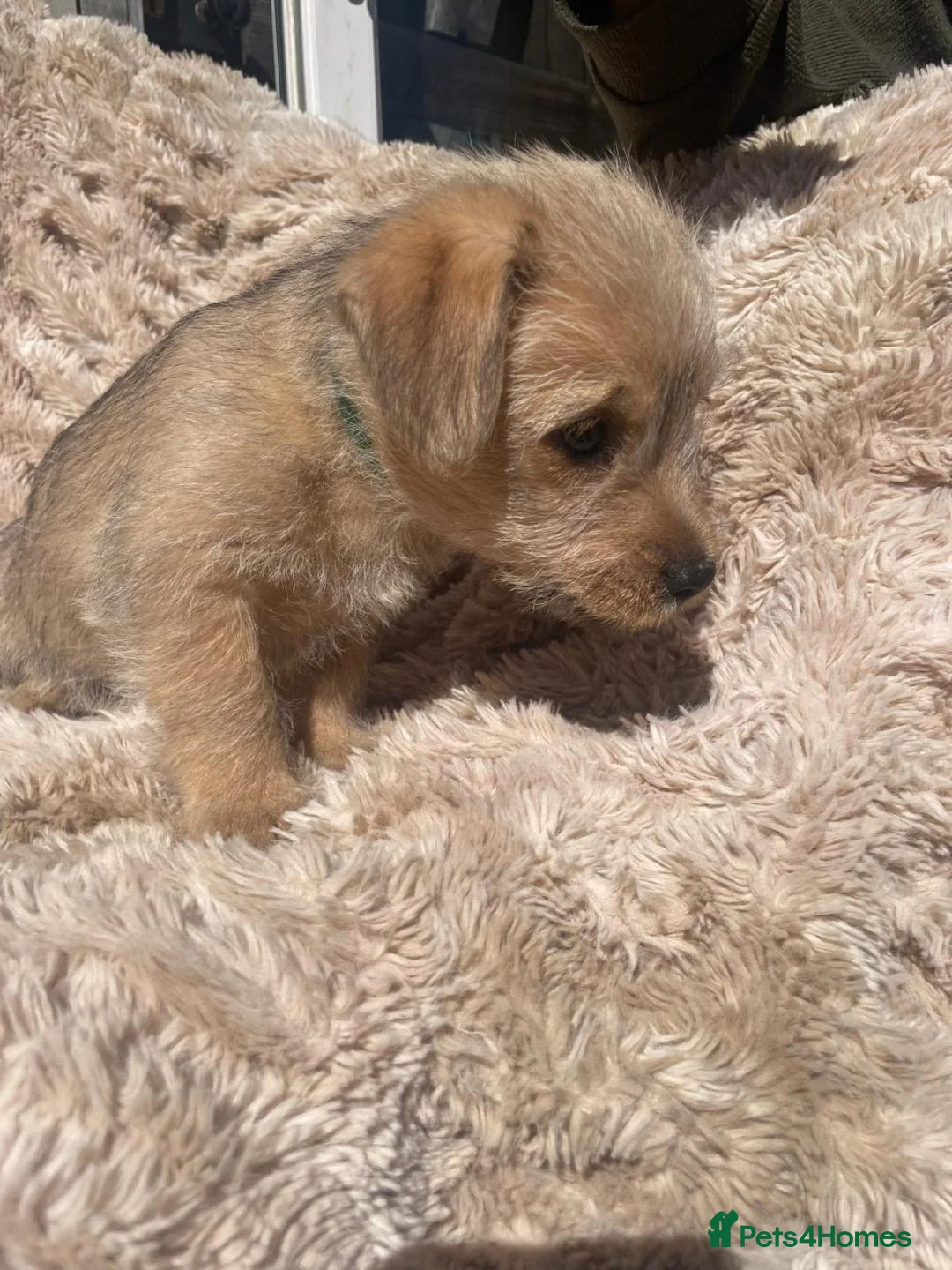Mixed Breed dogs for sale: Puppies in litter are 8 weeks old. In Essex  - Advert 2