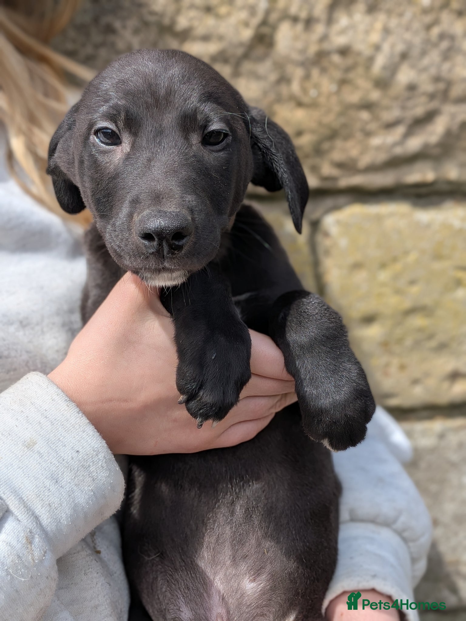 Lurcher dogs Whippet/Bedlington Male pup (Lurcher) - Advert 1