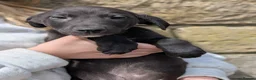 Lurcher dogs for sale: Whippet/Bedlington Male pup (Lurcher) - Advert 1