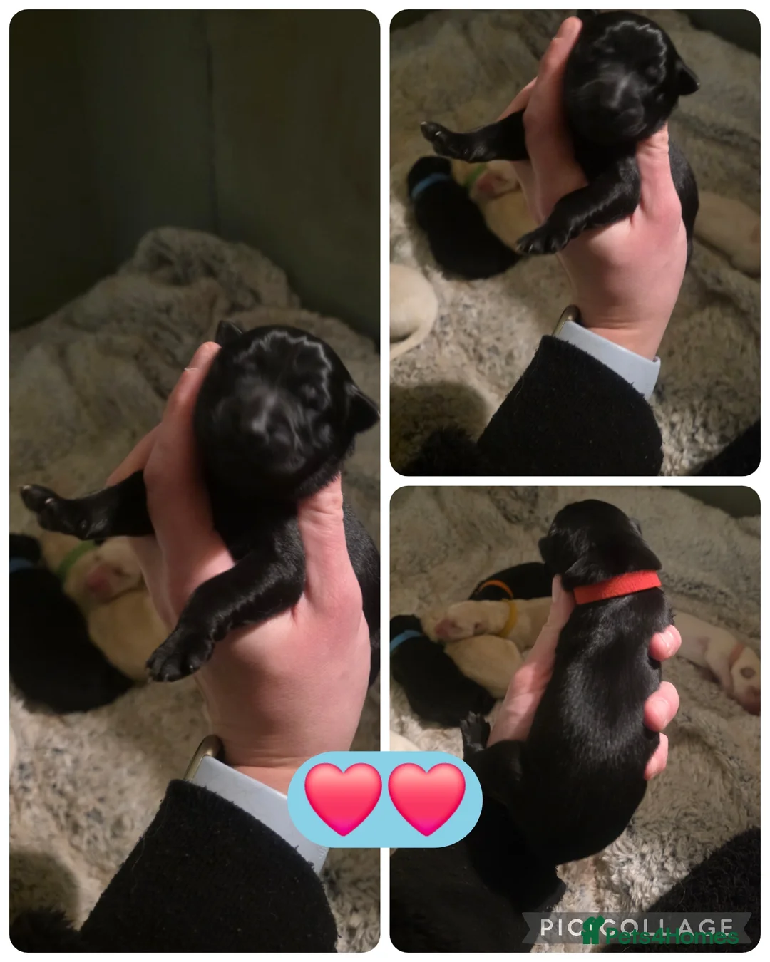 Mixed Breed dogs for sale: Shepador... German Shepherd x Labrador Puppies 🐶  - Advert 3