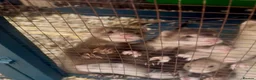 Ferret rodents for sale: Baby hob ferrets for sale  - Advert 5
