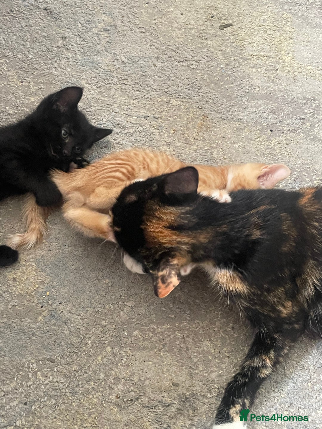 Mixed Breed cats for sale: 5 KITTENS FOR SALE🥰😍 - Image 8