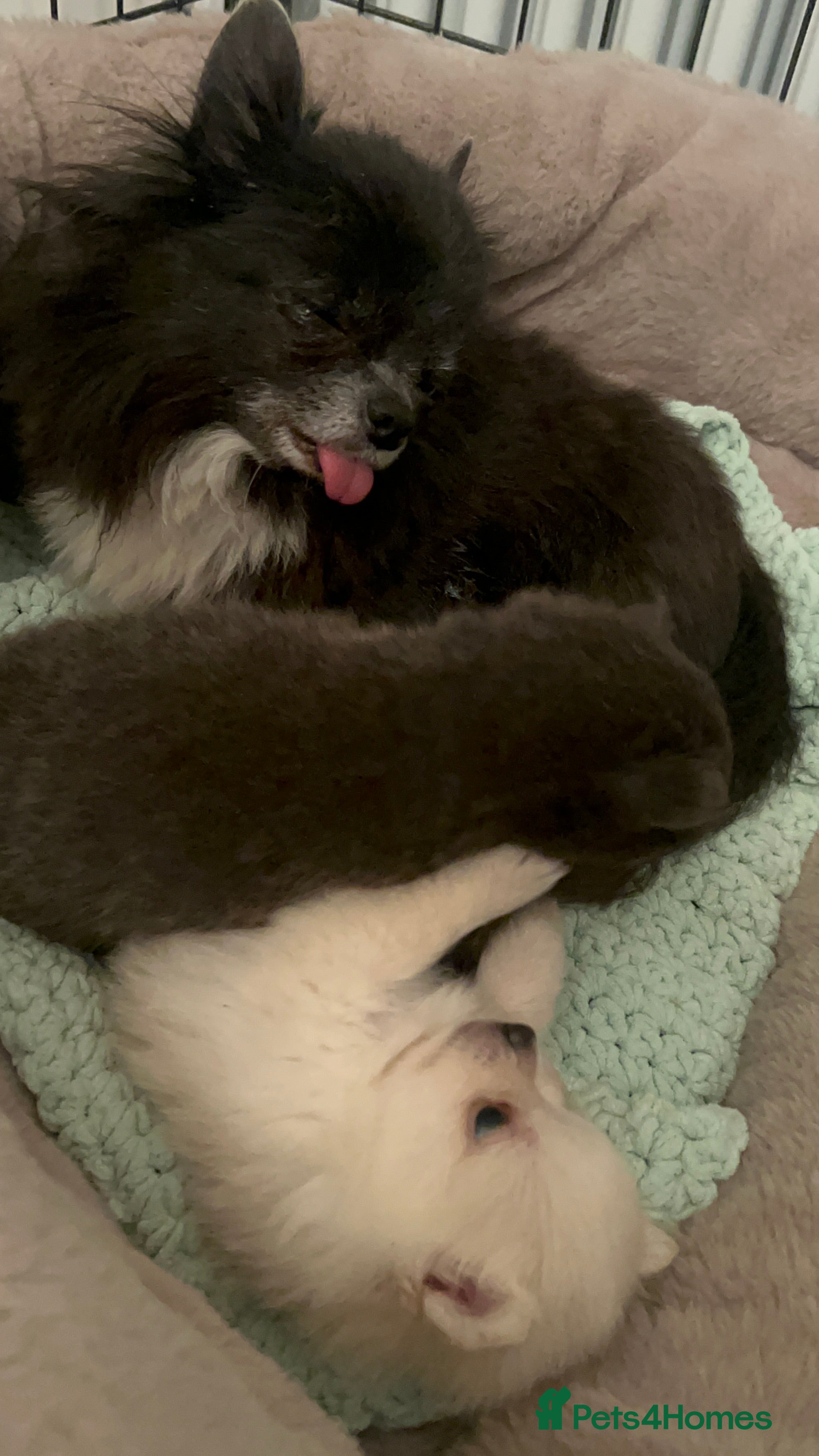 Pomchi dogs Pom chi - Advert 2