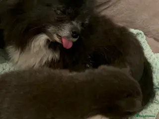 Pomchi dogs Pom chi - Advert 2