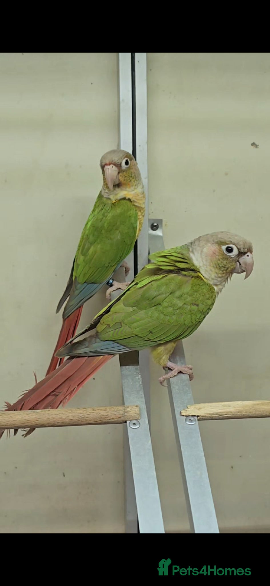 Conures birds Pineapple Green Cheek Conures - Advert 1